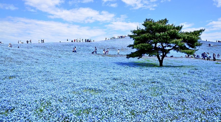 รวม 10 ที่เที่ยวญี่ปุ่นในฤดูใบไม้ผลิ อิ่มใจกับดอกไม้นานาพรรณ