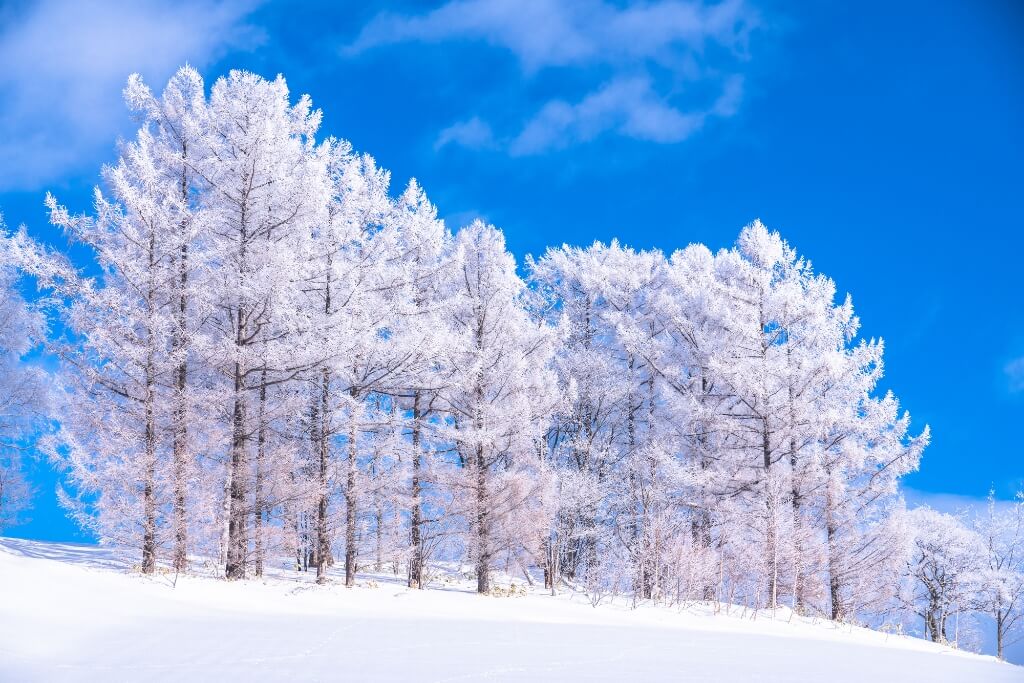 ฤดูหนาว (หิมะ / ออนเซ็น / เทศกาลประดับไฟ)