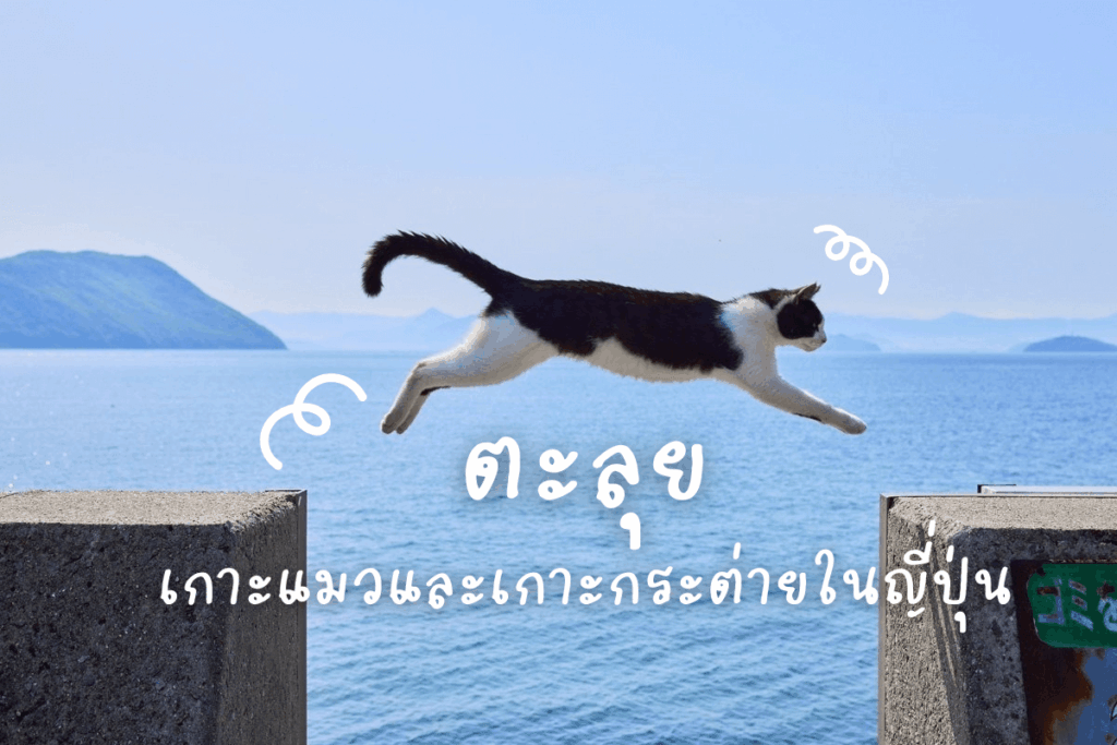 ตะลุย 6 เกาะแมวและ 1 เกาะกระต่ายในญี่ปุ่น